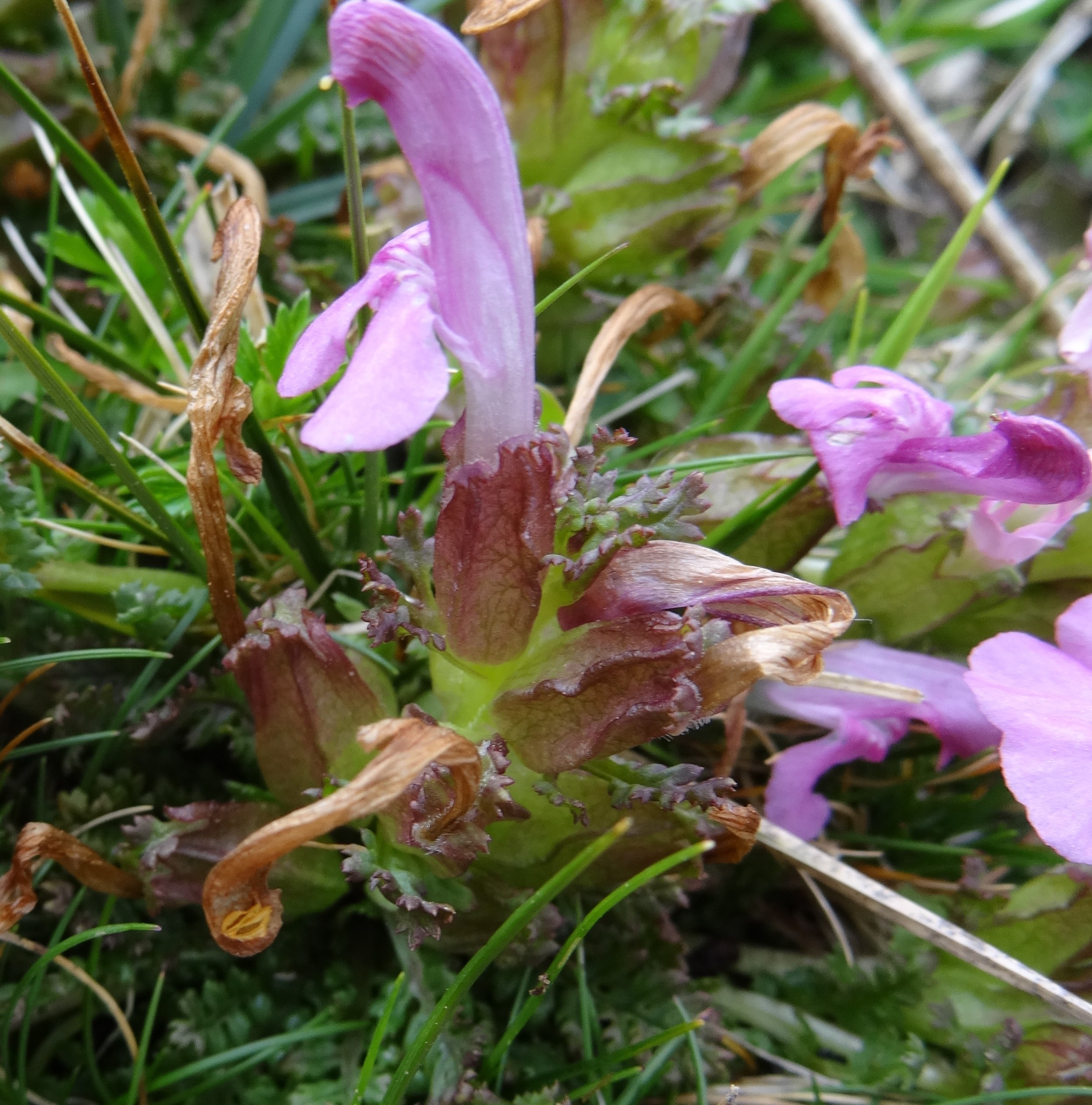 Pedicularis palustris L.