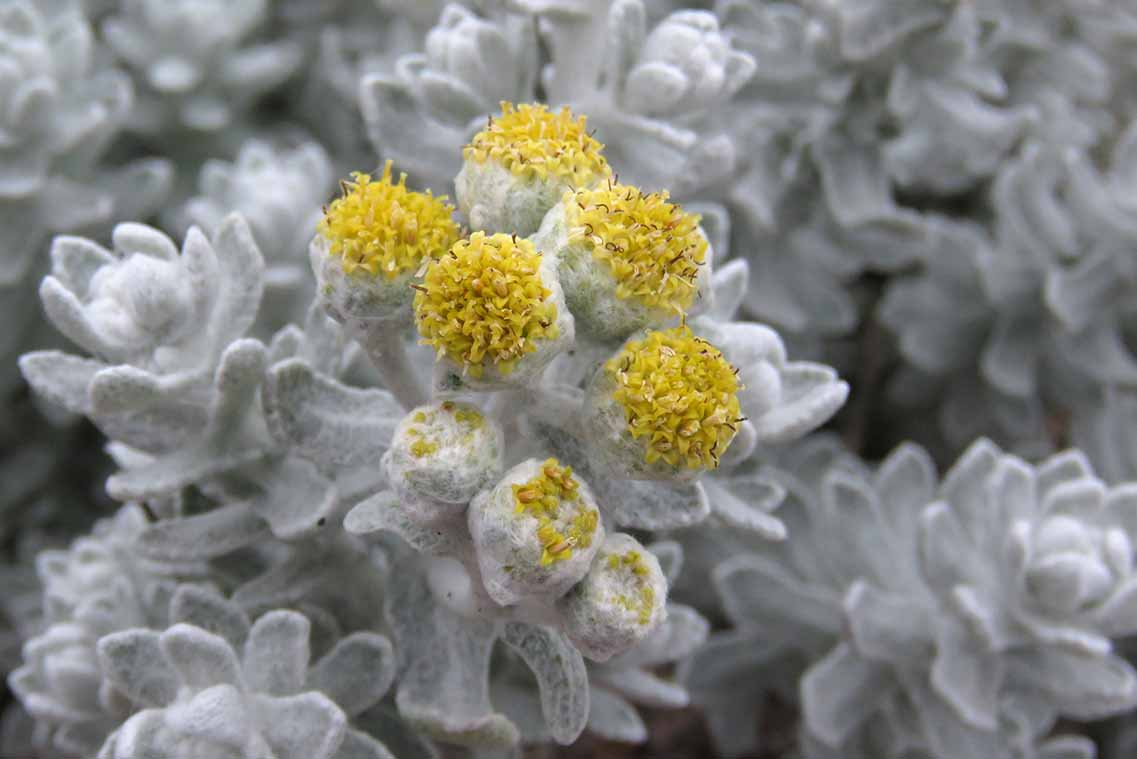 Achillea maritima (L.) Ehrend. & Y.P.Guo,