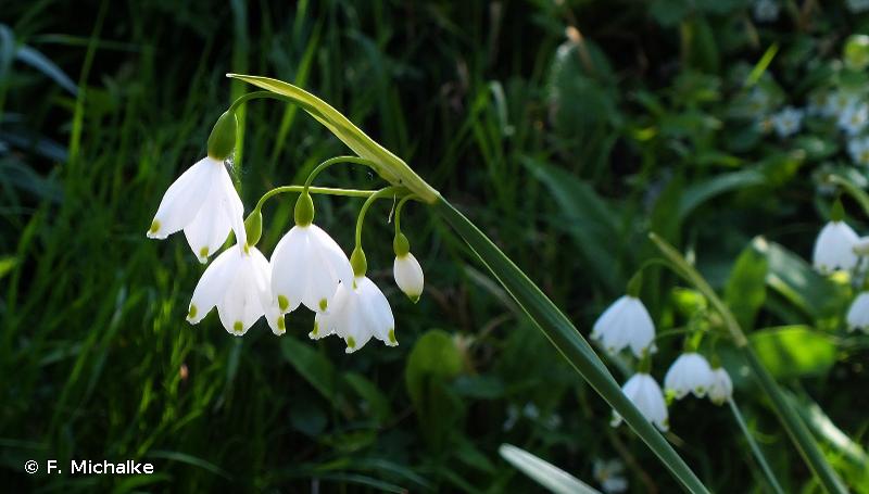 Leucojum aestivum