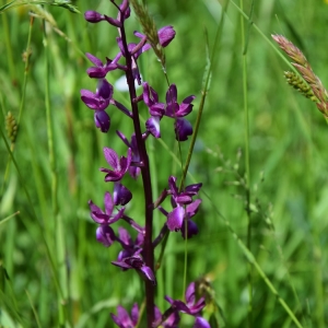 Orchis des marais