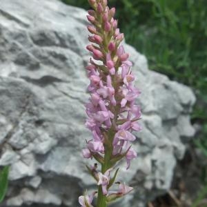 Orchis odorant