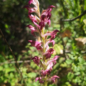 Orchis punaise