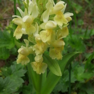 Orchis sureau
