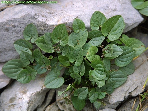 Dioscorée des Pyrénées