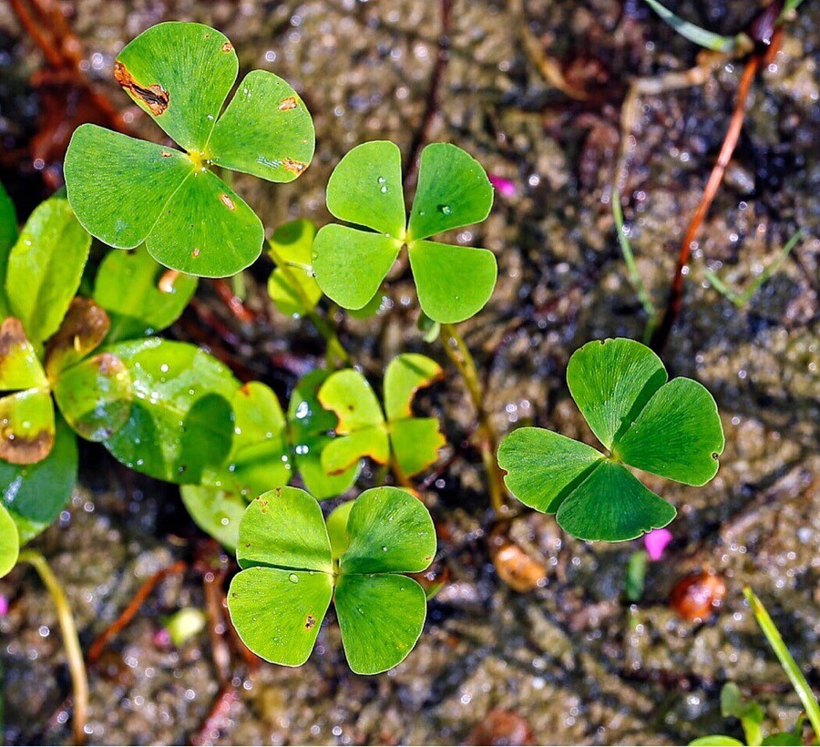 Marsilea quadrifolia L.