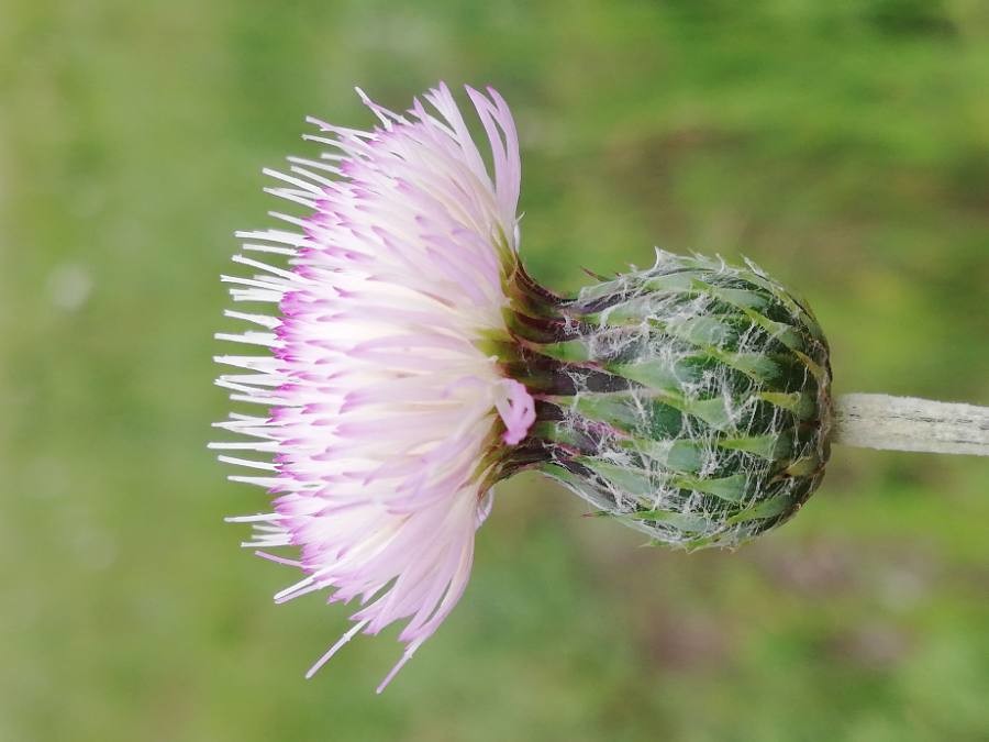Tyrimnus leucographus (L.) Cass.