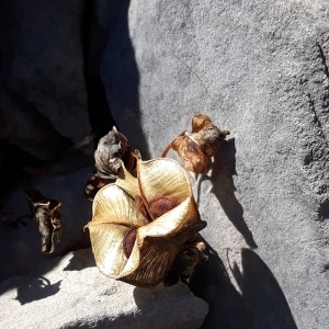 photo de France Rosmann