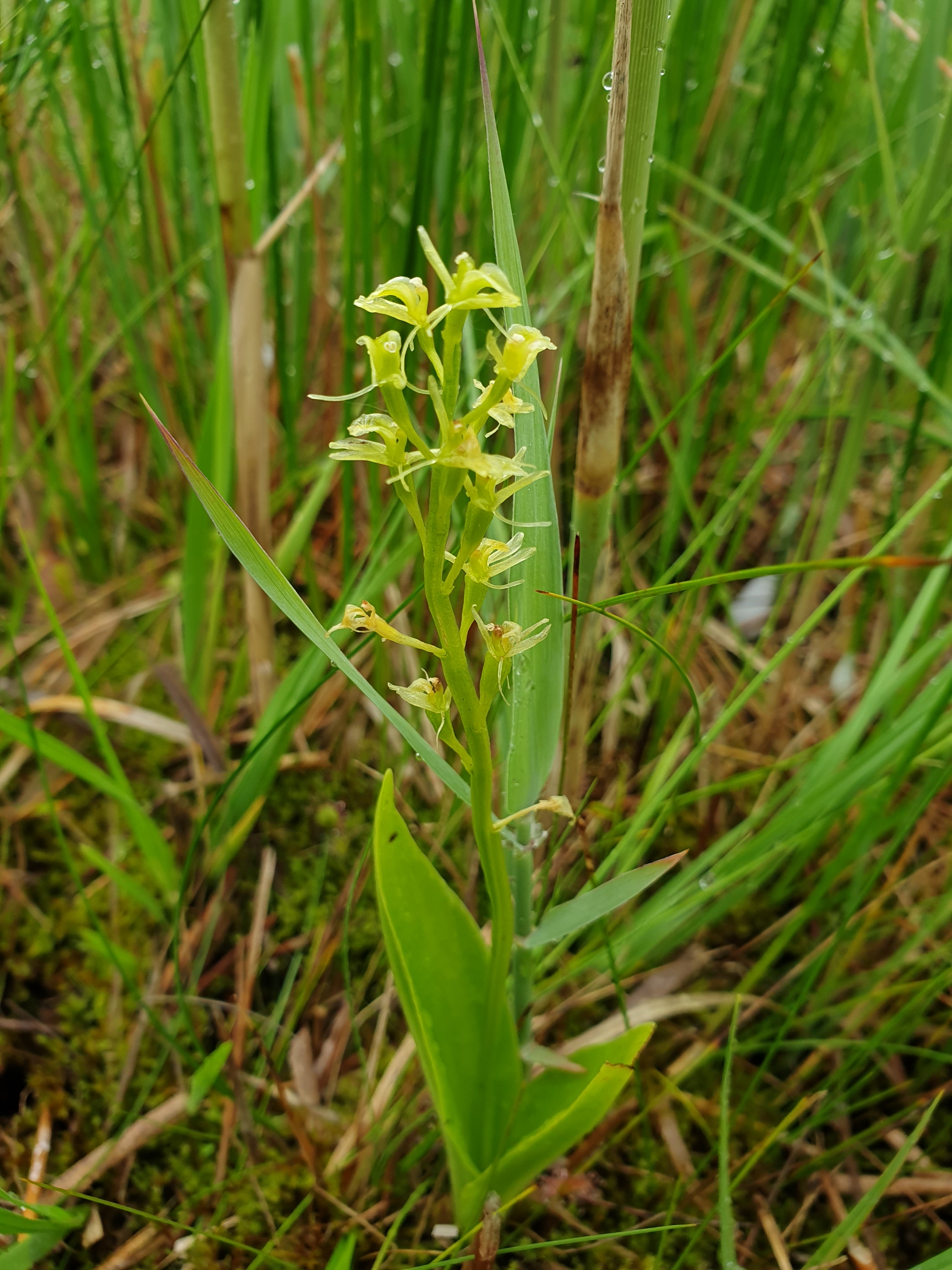 Cette petite orchidée : Liparis Loeselii classée EN (en danger) est présente dans la réserve du marais de Giez en Haute Savoie. Je pu l'observer et la photographier le 20 juin 2019;