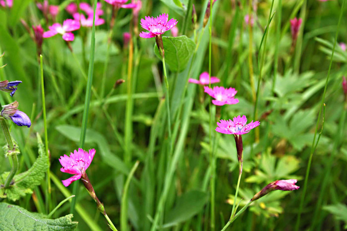 appellé aussi oeillet couché