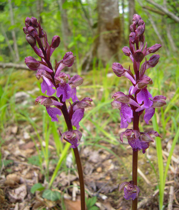 Orchidée avec un pied rougeâtre