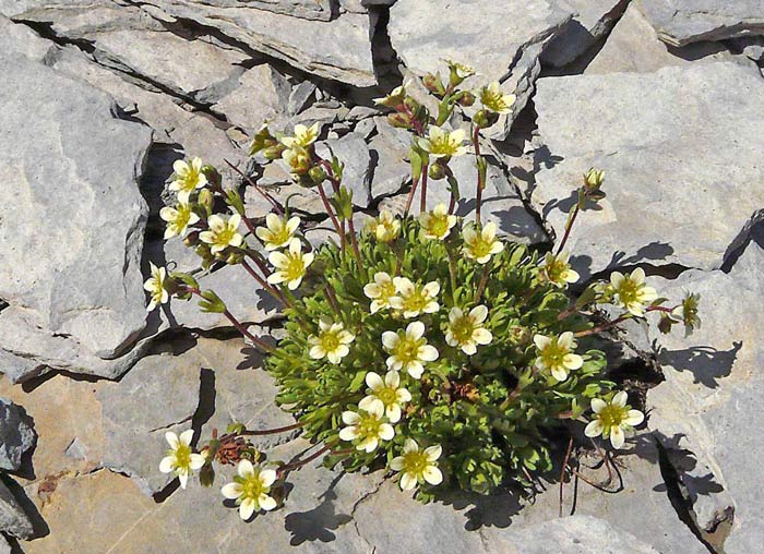 Saxifrage musquée souvent dans les éboulis en montagne