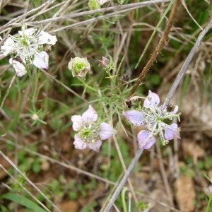Nigella arvensis