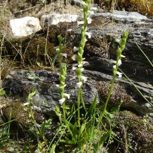 Spiranthes aestivalis