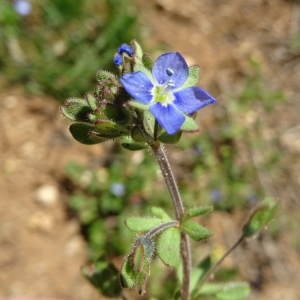 Veronica triphyllos