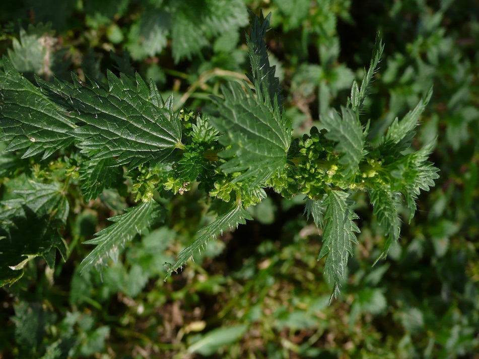 Urtica urens L.