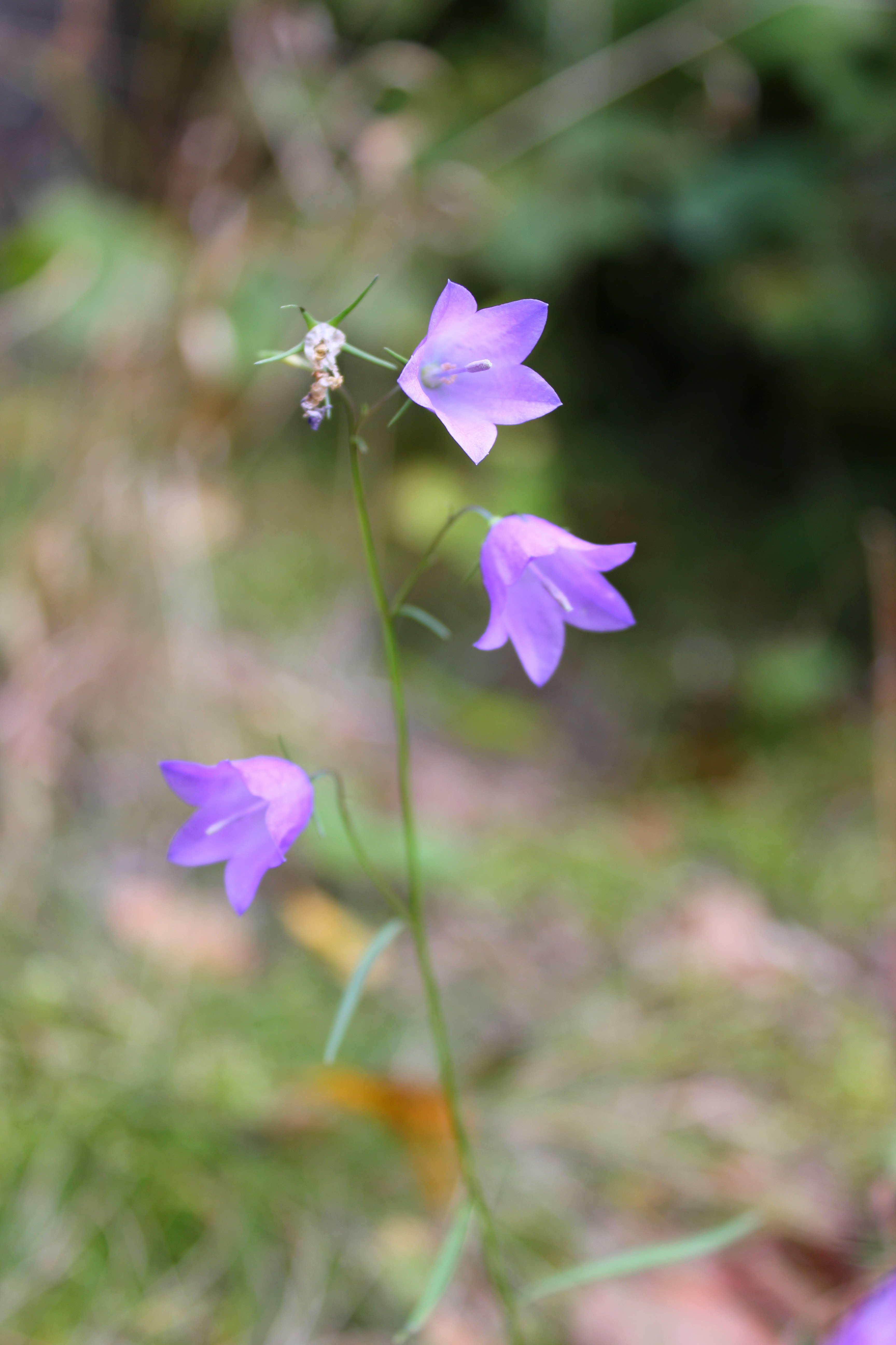 Campanula patula