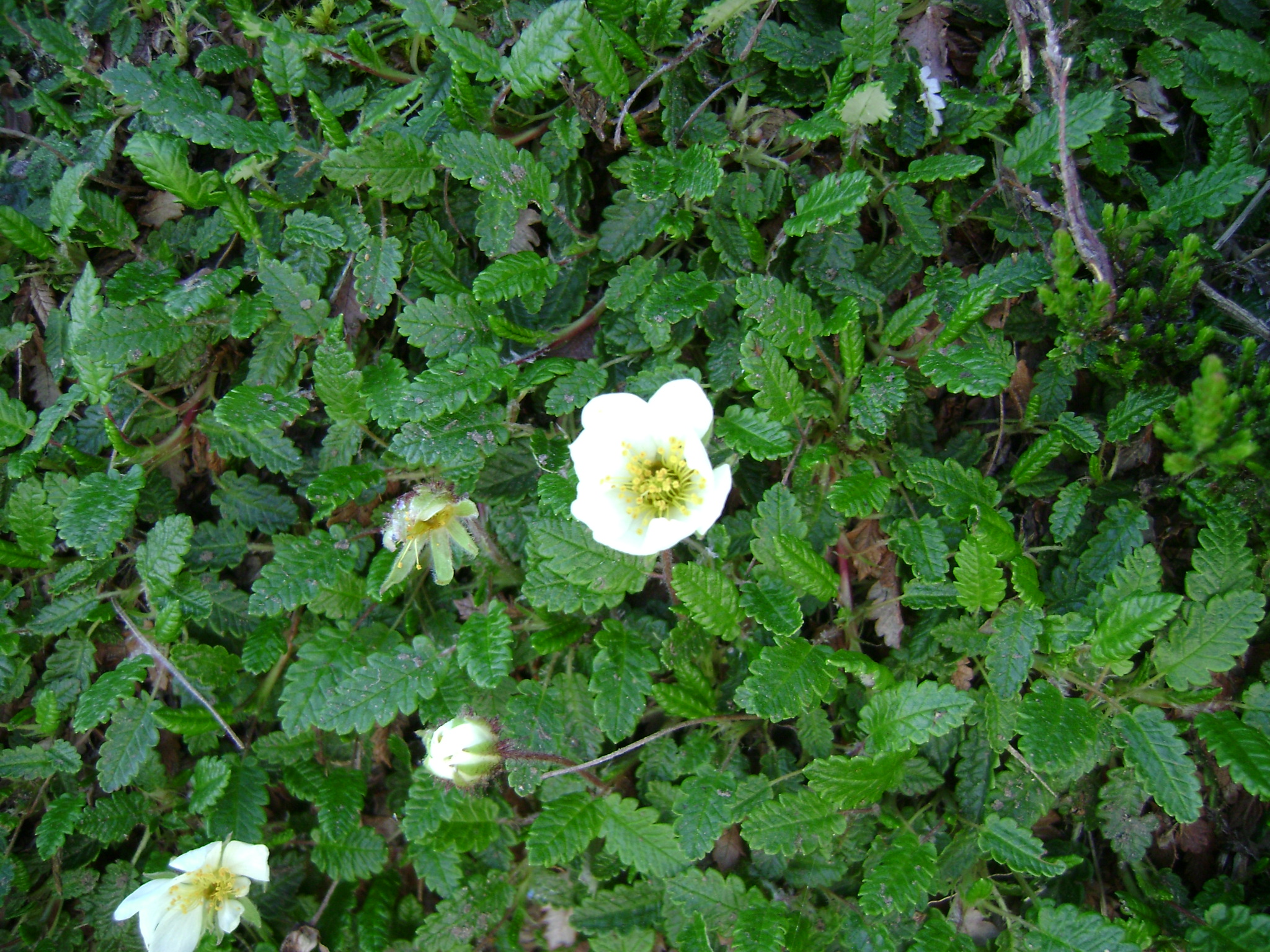 Dryade à huit pétales