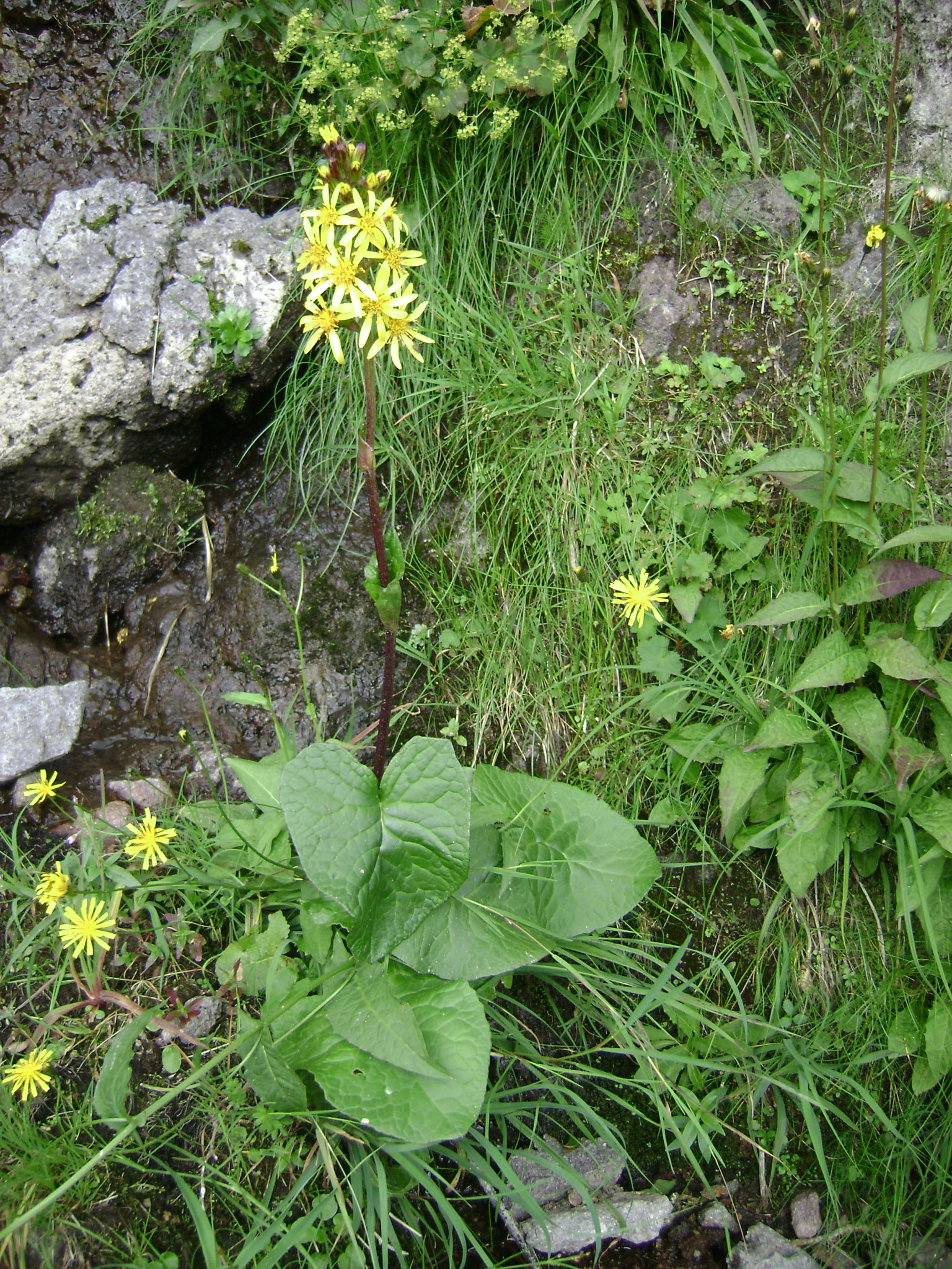Ligulaire de Sibérie