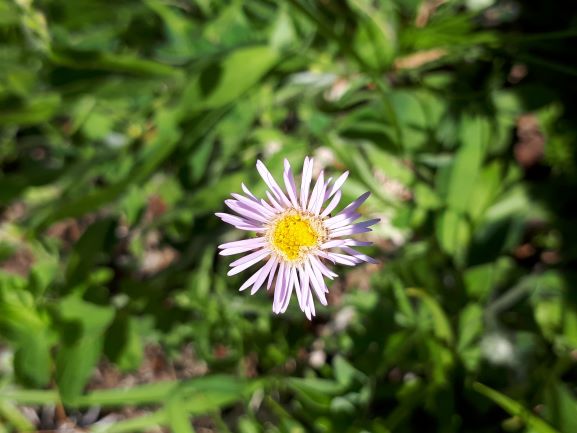 Erigeron