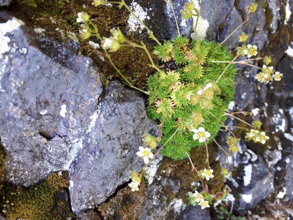 Saxifrage de Lamotte