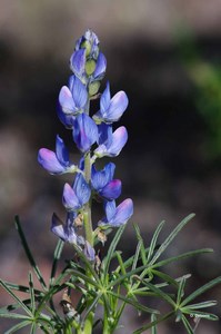 Lupin bleu (photo de l'INPN