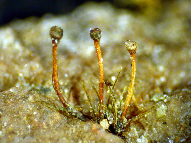 Seligeria carniolica (Breidl. & Beck) Nyholm, 1969