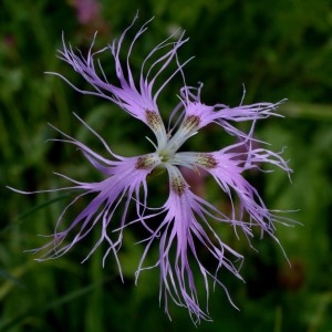 dianthus