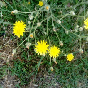 crepis