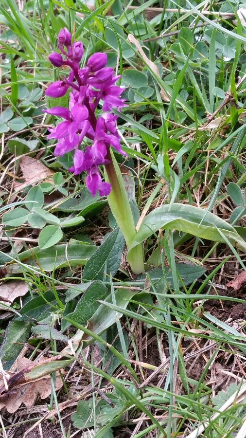 Orchis Mascula