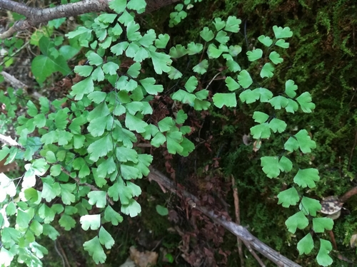 Adiantum capillus-veneris