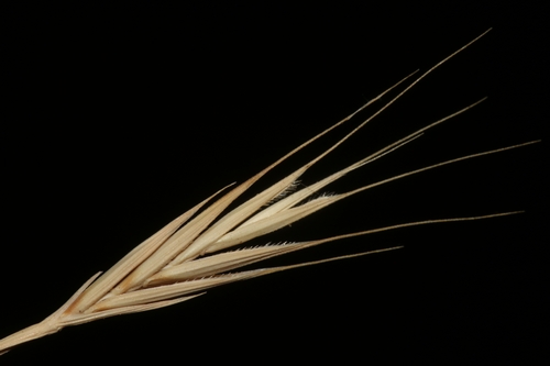 Brachypodium distachyon