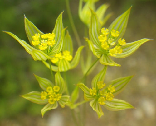 Bupleurum tenuissimum (subsp. gracile)