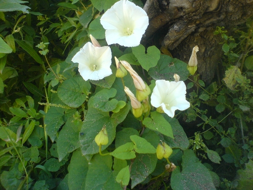 Calystegia sepium