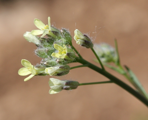 Camelina sativa