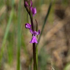 Anacamptis palustris