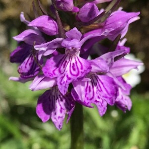 Dactylorhiza fuchsii