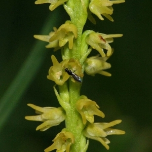 Herminium monorchis