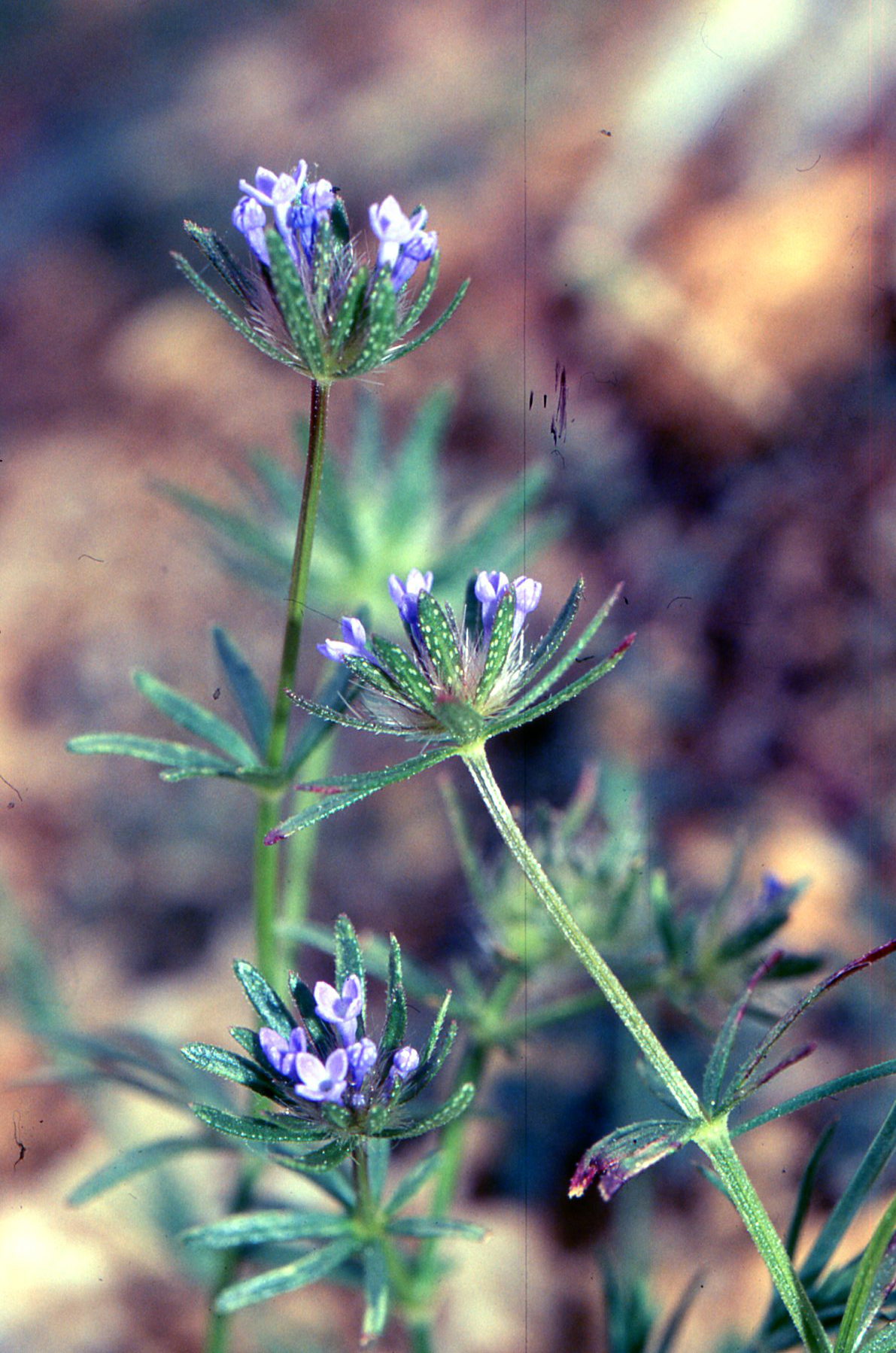 Asperula arvensis L.