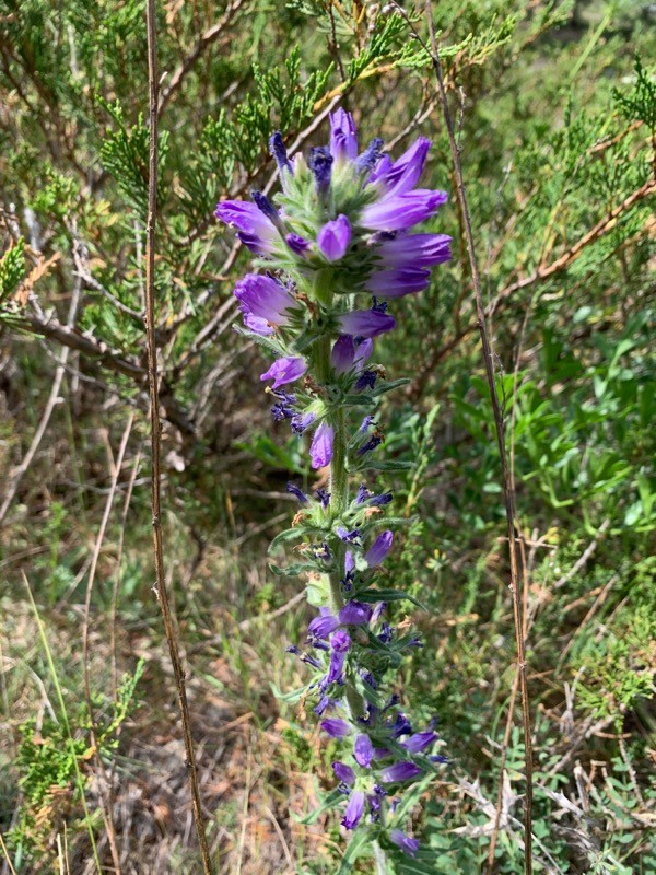 Campanula spicata