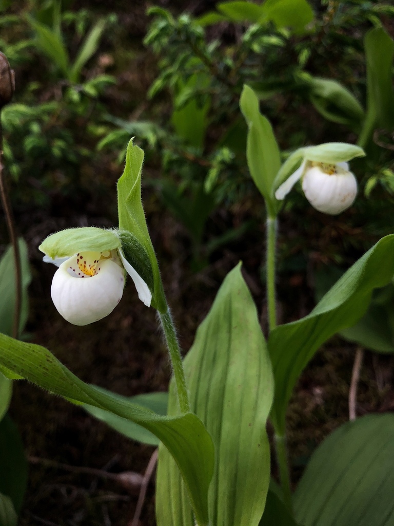 Cypripedium passerinium