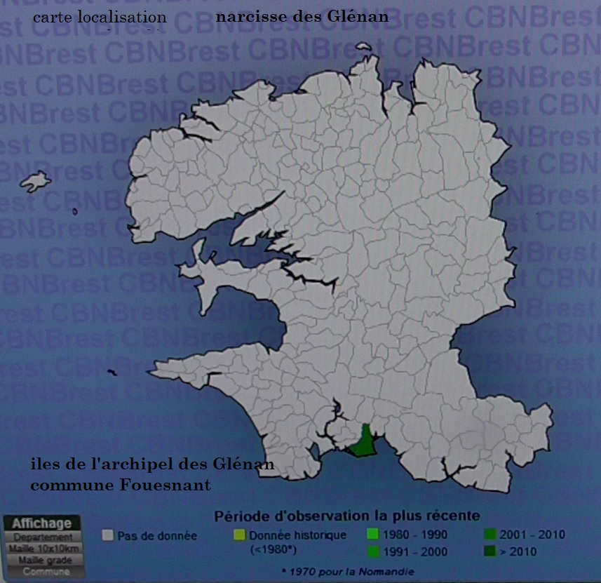 carte de répartition du narcisse des Glenan