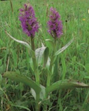 Deux orchis dactylorhiza  majalis