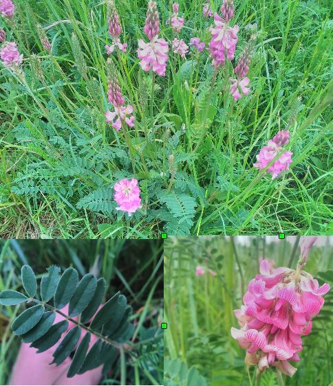 Onobrychis viciifolia Scop.