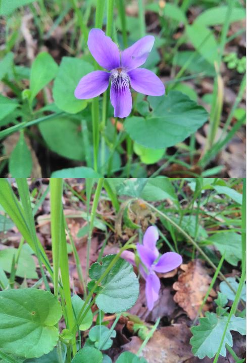 Viola pseudomirabilis H.J.Coste