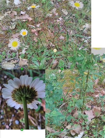 leucanthemum meridionale Legrand