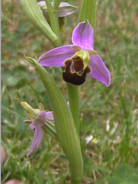 Ophrys fuciflora