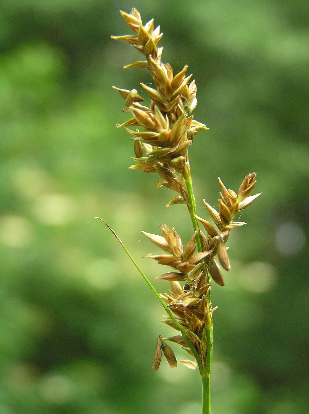 carex elongata