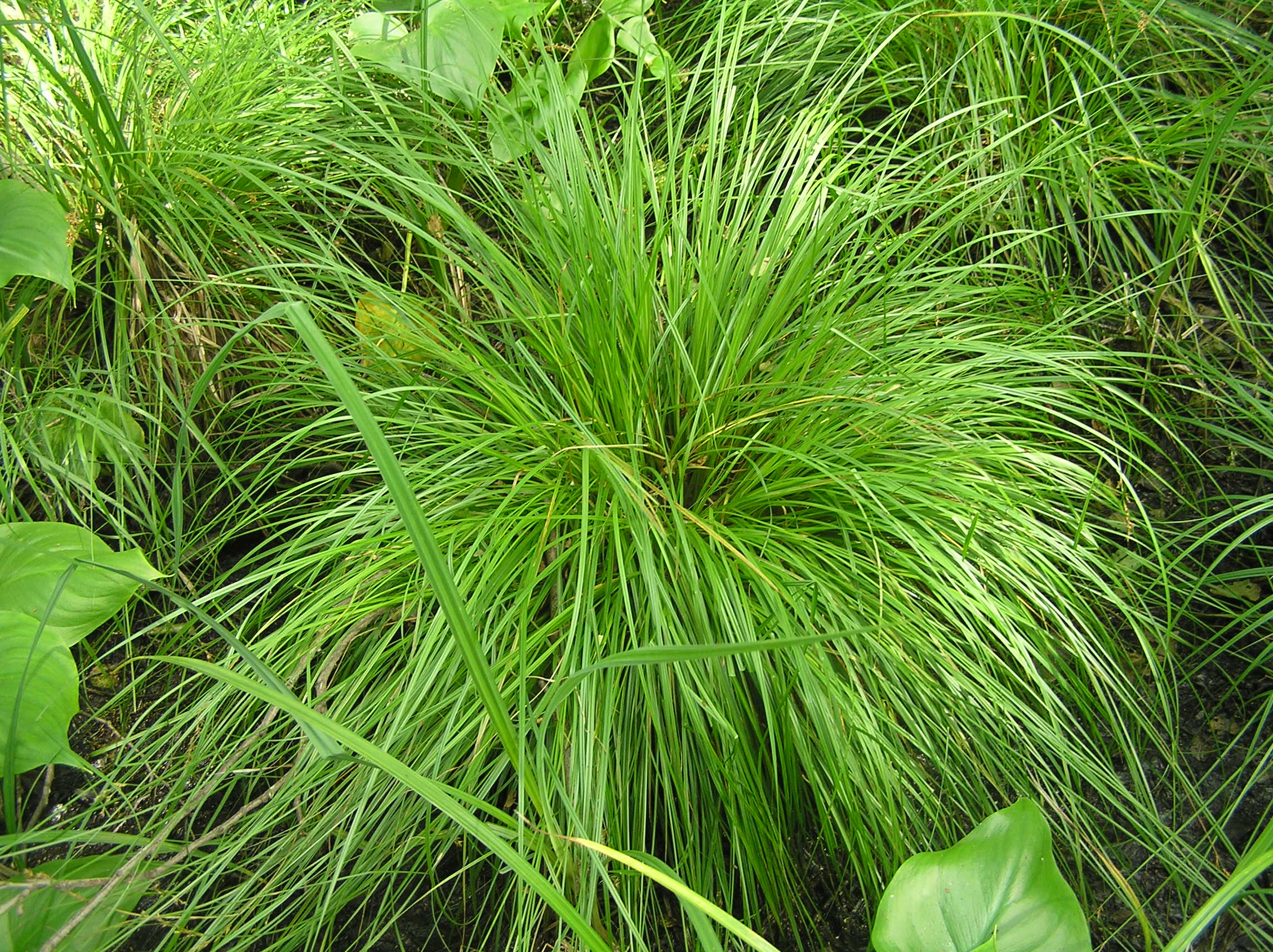 carex elongata