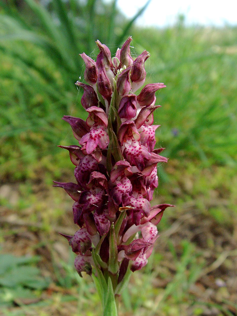 anacamptis coriophora