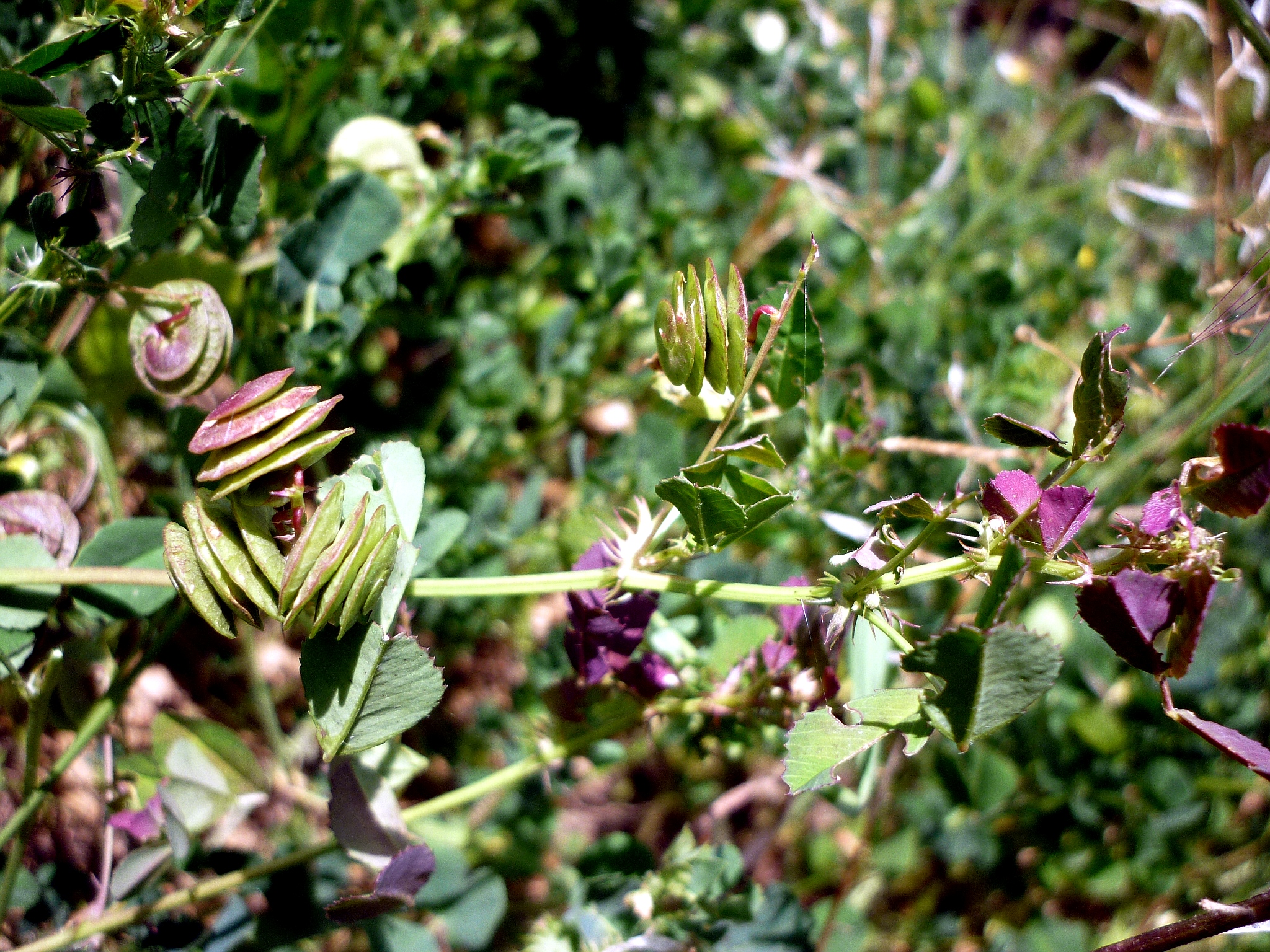 Medicago orbicularis
